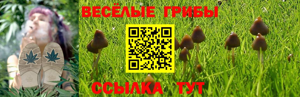 Вязники  Псилоцибиновые грибы Magic Shrooms  сколько стоит  Вход с VPN 